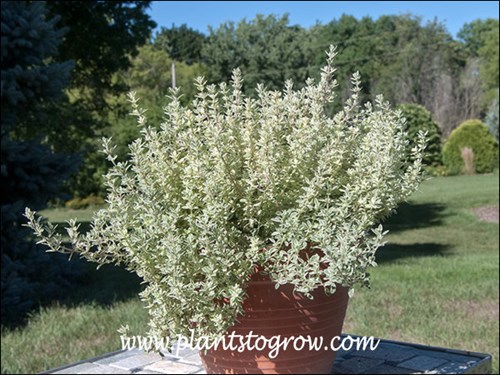 This is a 6-8 inch clay pot.  The plant was grown in full sun.